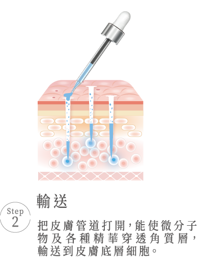 Step 2 輸送 把皮膚管道打開，能使微分子 物及各種精華穿透角質層， 輸送到皮膚底層細胞。