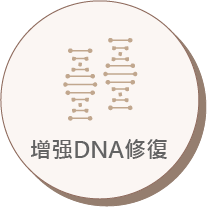 增强DNA修復